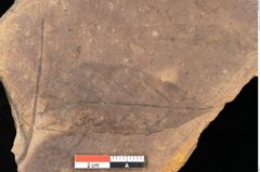Foto (Detailsansicht) von Quercus palaeoilex Ettingshausen (NHMW-GEO-2024-0188-0923)